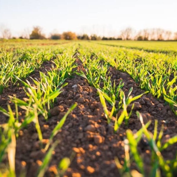 Agri